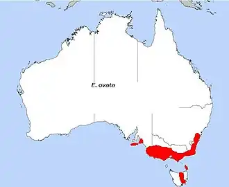 Description de l'image E. ovata.JPG.