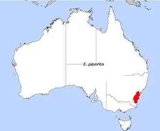 Description de l'image E. piperita.JPG.