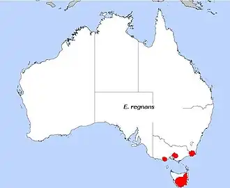 Description de l'image E. regnans.jpg.