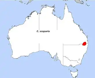 Description de l'image E. scoparia.JPG.