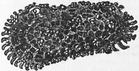 Description de l'image EB1911 Entomostraca Fig. 2.—Cythereis ornata.jpg.