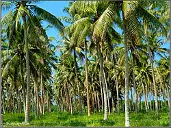 Cocoteraie typique d'Efaté.