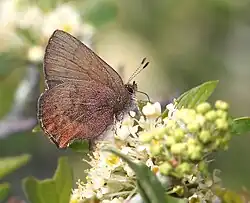 Incisalia augustinus