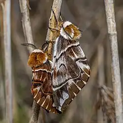 Des Bombyx versicolores en Estonie. Mai 2020.