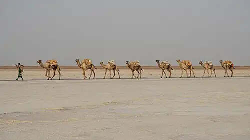 Caravane de chameaux transportant du sel dans la dépression de l'Afar en Éthiopie.