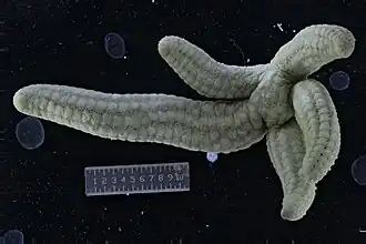 Ophidiaster cribrarius