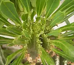 Euphorbia abyssinica.