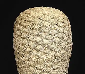 Euphorbia piscidermis&nbsp;(de).