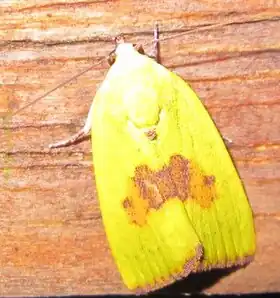 Description de l'image Earias biplaga-6x12mm(fem.).jpg.