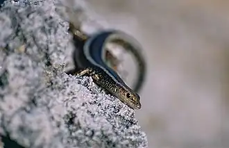 Description de l'image East-African Snake-eyed Skink (Cryptoblepharus africanus) (14144126953).jpg.