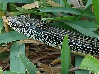 Description de cette image, également commentée ci-après