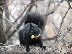 Écureuil gris (l'exemple est mélanique).
