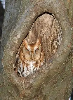 Petit-duc maculé roux.