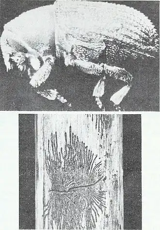 Description de cette image, également commentée ci-après