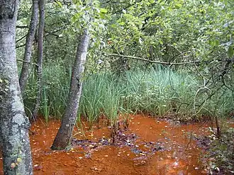 Berges marécageuses de l'Eau Rouge, aux environs du Pouhon de Bernister.
