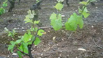 Photographie montrant le même pied de vigne après ébourgeonnage