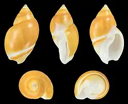 Eburna lienardii, des eburna, des olividae. Origine Camocim au Brésil.