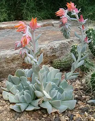 Description de l'image Echeveria runyonii HabitusInflorescences BotGard0906.jpg.