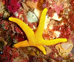 Echinaster glomeratus