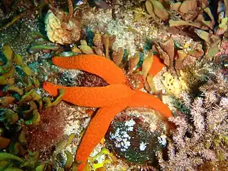 Description de l'image Echinaster glomeratus globular star P1021132.JPG.