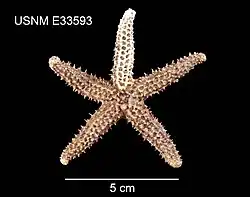 Les étoiles de l'ordre des Spinulosida ont un squelette réticulé.