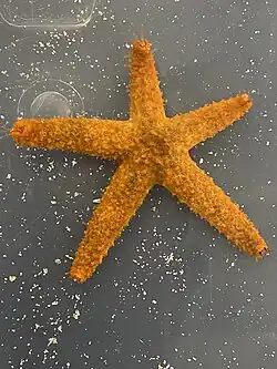 Echinaster paucispinus