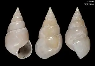 Description de l'image Echineulima mittrei (MNHN-IM-2000-5653).jpeg.