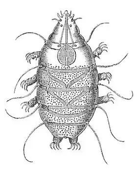 Description de l'image Echiniscus sp.jpg.