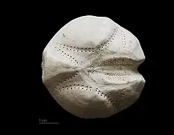 Echinocardium cordatum