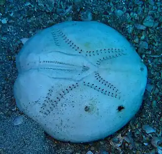 Oursin cœur de Fenaux (Echinocardium fenauxi)