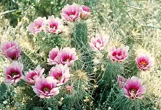 Description de cette image, également commentée ci-après