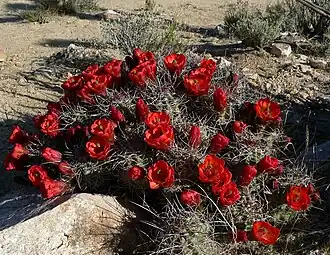 Description de l'image Echinocereus triglochidiatus 19.jpg.