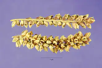 Graines d'Echinochloa pyramidalis