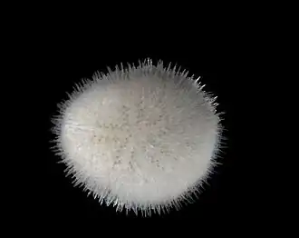 Echinocyamus pusillus, une espèce minuscule et ovoïde.