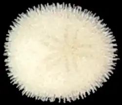 Echinocyamus pusillus (Fibulariidae).