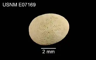 Echinocyamus scaber subconicus