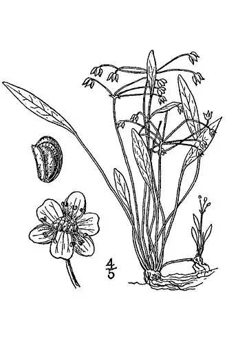 Description de l'image Echinodorus tenellus BB-1913.jpg.