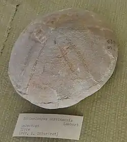 Fossile d'Echinolampas barciensis (Helvétien, MNHN).