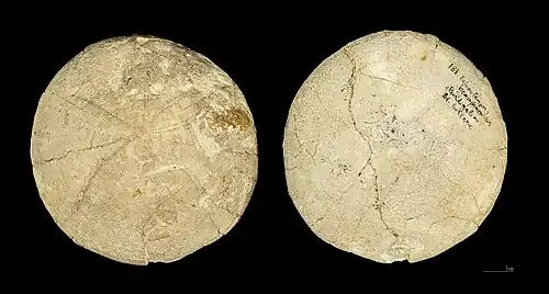 Echinolampas hemisphaericus en vue aborale et orale (Tertiaire, MHNT).