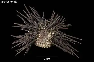 Echinometra insularis
