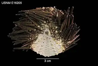 Echinometra lucunter