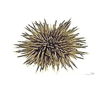 Description de l'image Echinometra mathaei MHNT Philippines.jpg.