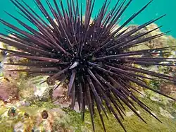 Echinometra vanbrunti