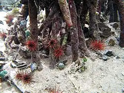 Individus plus rouges aux îles Vierges britanniques.