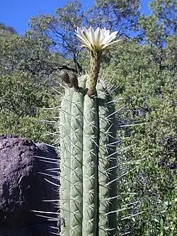 Echinopsis Chiloensis au parc national de Río Los Cipreses&nbsp;(es), 2009