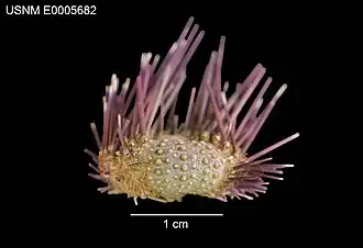 Echinostrephus aciculatus