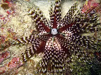 Oursin à doubles piquants (Echinothrix calamaris) en Malaisie.