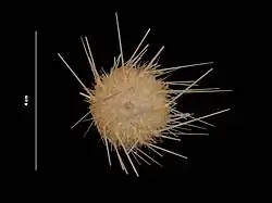 Gracilechinus affinis (USNM).