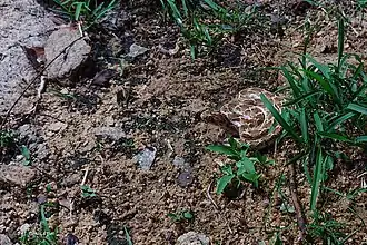 C'est un petit serpent difficile à détecter.