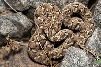 Echis carinatus sochureki